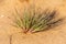 The grey hair-grass Corynephorus canescens on the sand