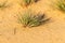The grey hair-grass Corynephorus canescens on the sand