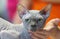 Grey hairless cat portrait