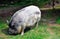 Grey hairy big pig on green grass