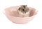 Grey hamster in a pink bowl