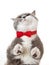 Grey happy cat in red bow tie on white background, view from below