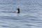 Grey harbour seal facing into camera