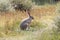 Grey Hare in California