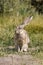 Grey Hare in California