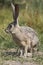 Grey Hare in California