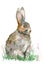 Grey hare sitting in the green grass. Easter bunny. Watercolor illustration.