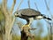 Grey Hawk Looking with Keen Interest