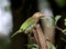 Grey headed barbet