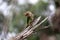 Grey headed barbet