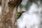 Grey headed barbet