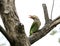 Grey headed barbet