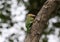 Grey headed barbet