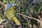 Grey-headed Bush-Shrike (Malaconotus blanchoti) Spookvoel
