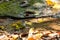 A Grey headed Canary flycatcher bathing in a pond