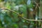 Grey-headed Canary-flycatcher bird in thailand