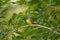 Grey-headed canary-flycatcher, Culicicapa ceylonensis, Mount Abu, Rajasthan, India