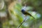 Grey-headed canary flycatcher migrating hanoi, vietnam