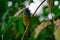 Grey Headed Canary Flycatcher perched on tree