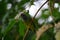 Grey Headed Canary Flycatcher perched on tree