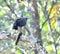 Grey headed fish eagle