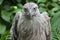 Grey headed fish eagle