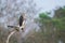 Grey headed fish eagle perching