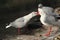 Grey-headed gull