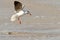 Grey-headed Gull