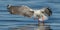 Grey-headed Gull coming in to land