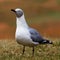 Grey-headed Gull in Northern South Africa