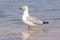 Grey headed gull standing in river