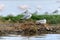 Grey-Headed Gulls (Larus cirrocephalus)