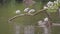 Grey-headed Gulls | Mallard Ducks, Lake Scene