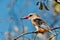 Grey Headed Kingfisher