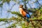 Grey-headed Kingfisher on an acacia branch