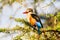 Grey-headed Kingfisher on an acacia branch