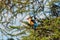 Grey-headed Kingfisher on an acacia branch