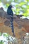 Grey-headed kingfisher on tree branch