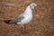 Grey Headed Seagull with beak wide open