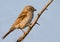 Grey-headed Sparrow