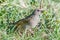 Grey-headed Sparrow With Caterpillar