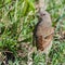 Grey-headed Sparrow - passer griseus
