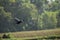 Grey-headed swamphen (Porphyrio porphyrio viridis) flying above the field