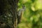 Grey-headed Woodpecker female (Picus canus)