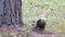 Grey-headed Woodpecker look for food on the tree