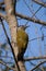 Grey headed woodpecker (Picus canus)