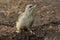 Grey-headed woodpecker (Picus canus)