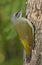 Grey-headed woodpecker (Picus canus)