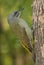 Grey-headed woodpecker (Picus canus)